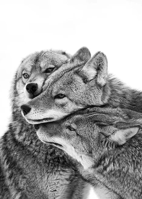 Tableau Loup Noir et Blanc