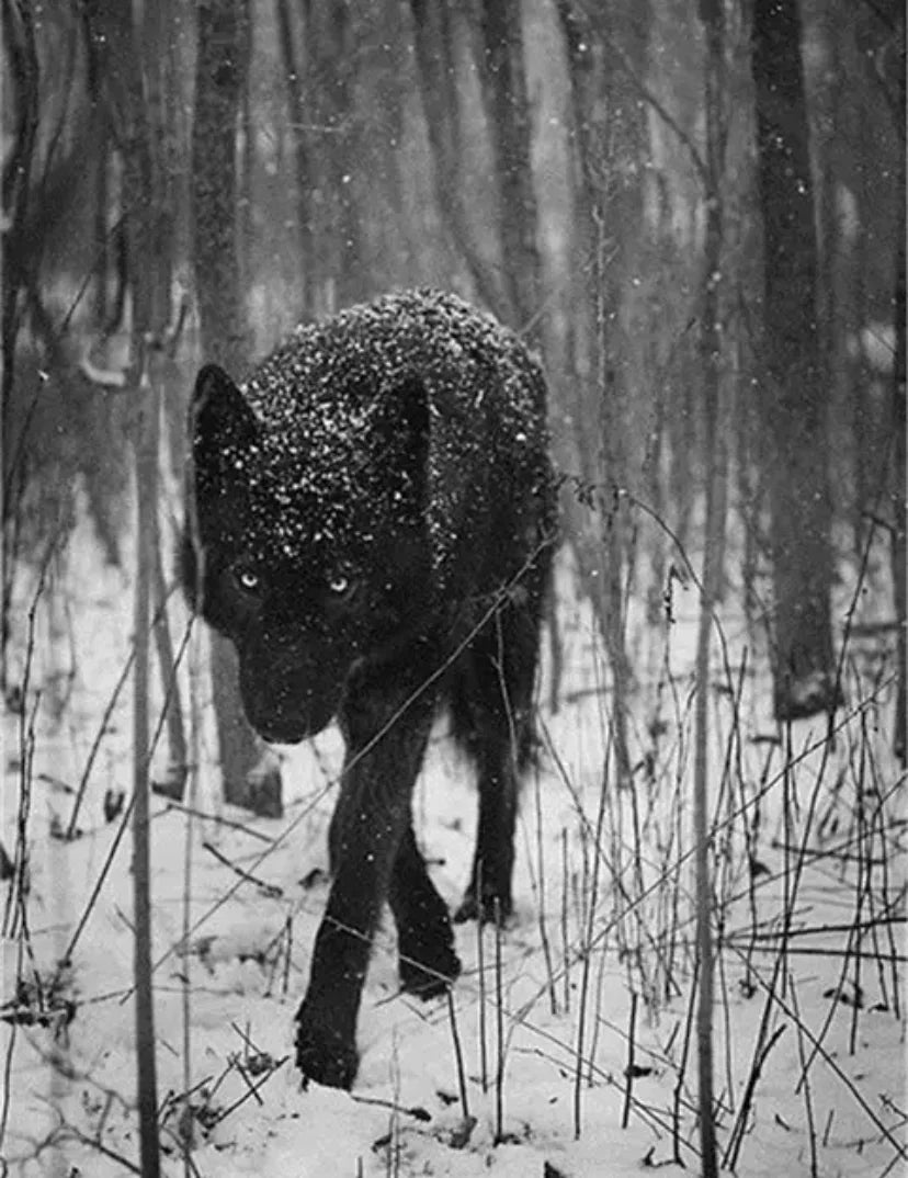 Tableau Loup Noir et Blanc