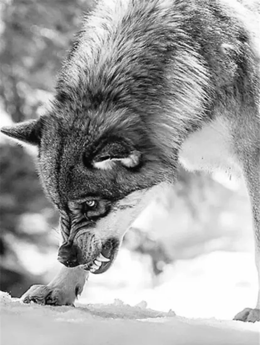 Tableau Loup Noir et Blanc