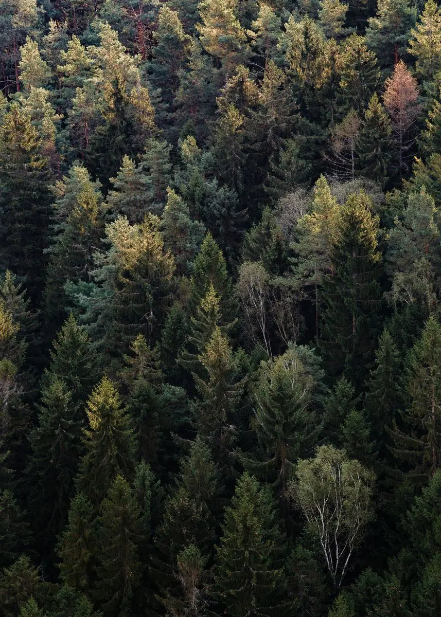 Tableau Forêt Automnale Brumeuse