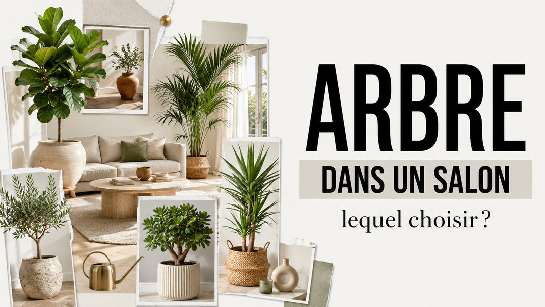 Quel arbre mettre dans un salon ?