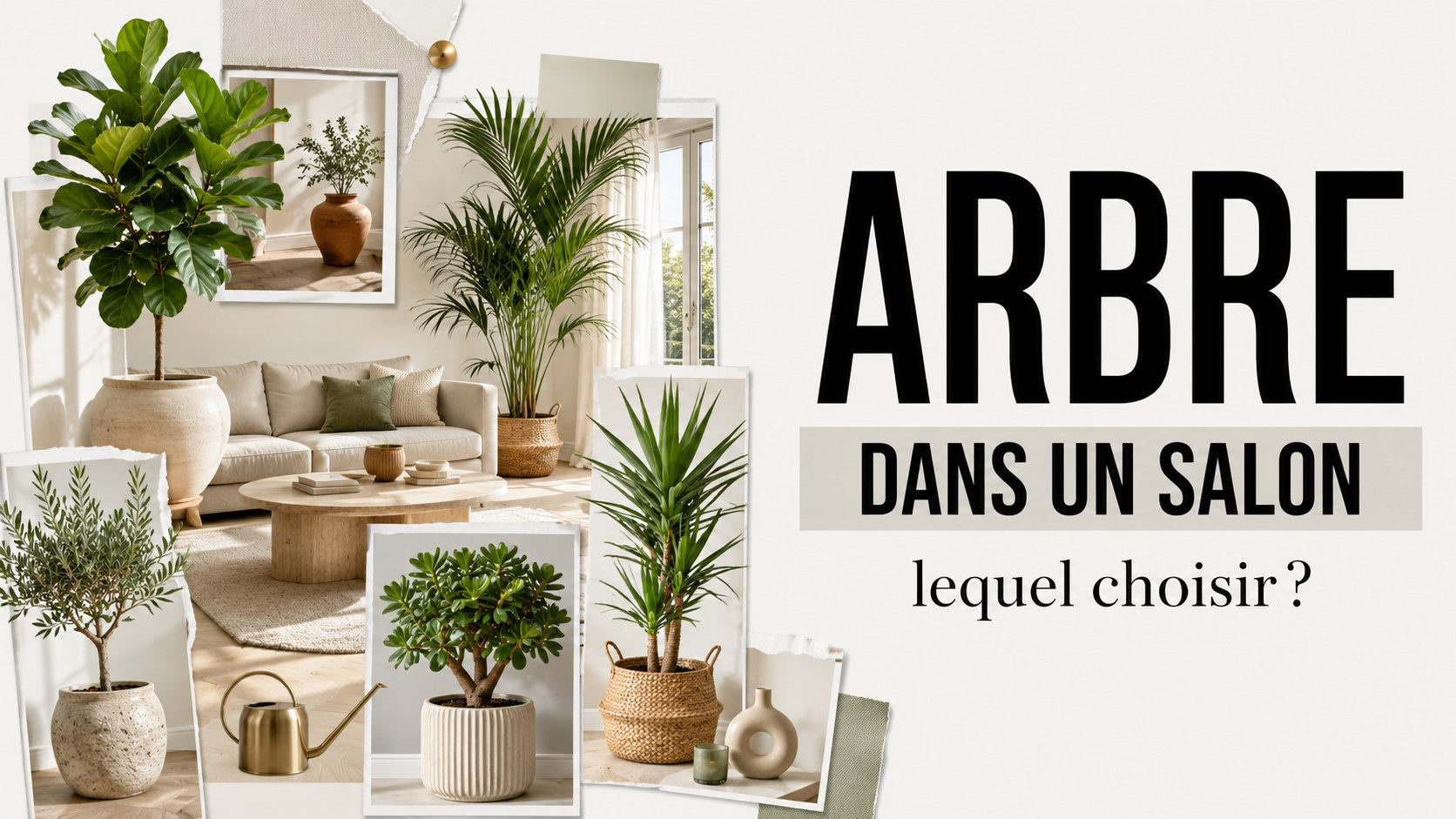Quel arbre mettre dans un salon ?