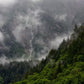 Tableau Forêt Automnale Brumeuse
