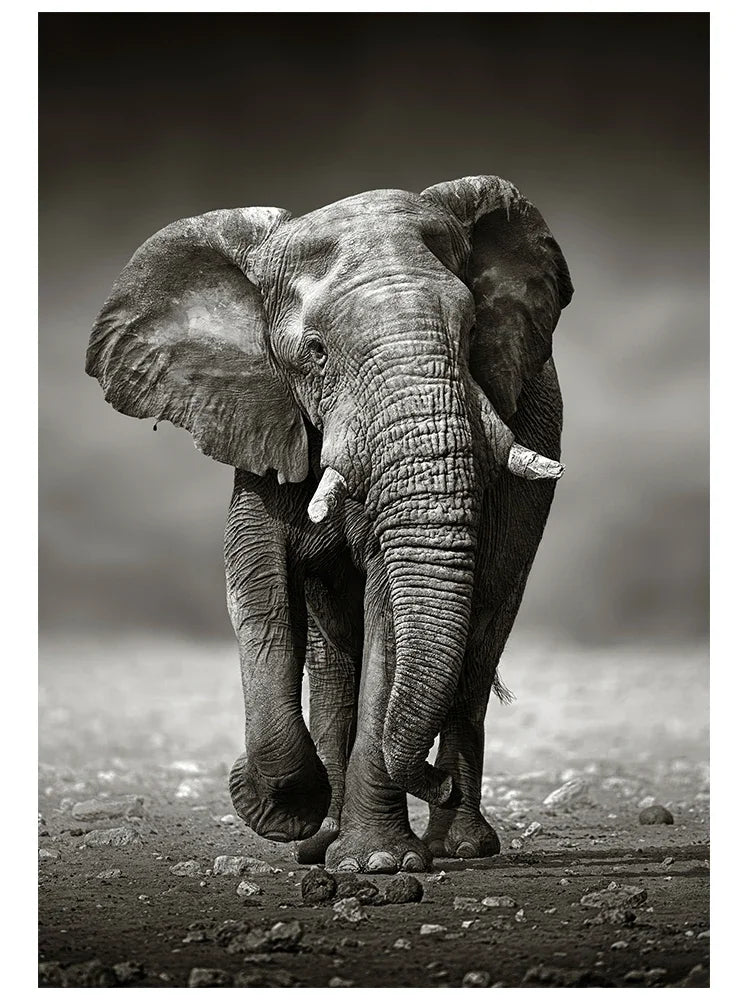 Tableau Éléphants et Reflets