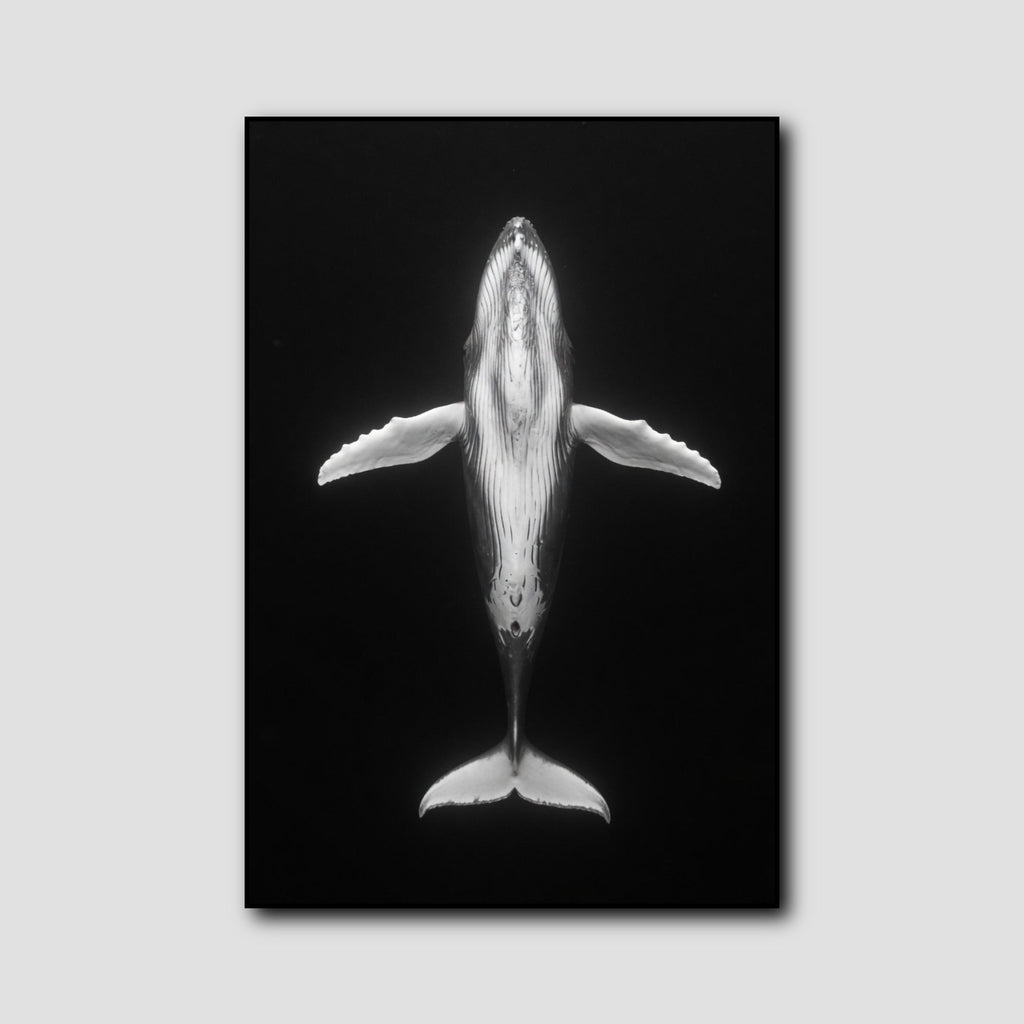 Tableau Baleine à Bosse style 1