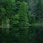 Tableau Forêt Automnale Brumeuse