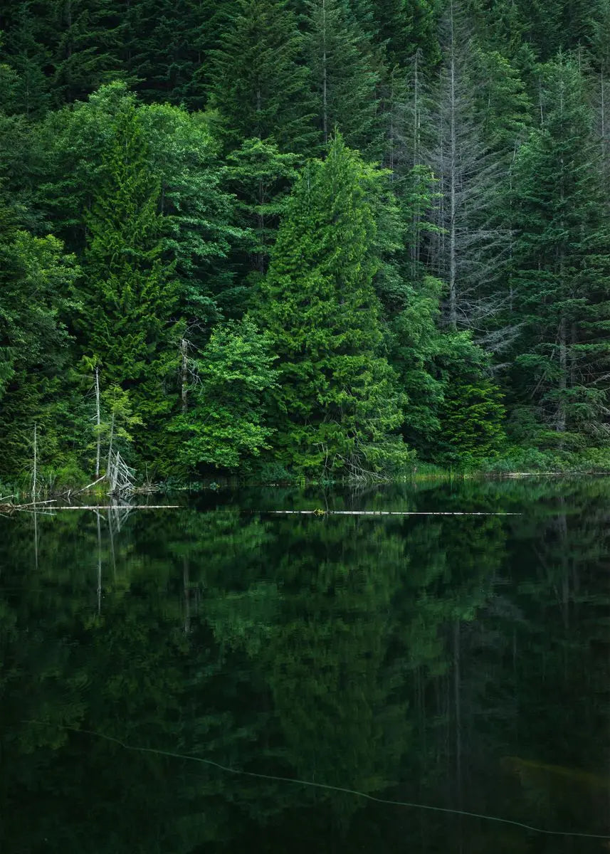 Tableau Forêt Automnale Brumeuse